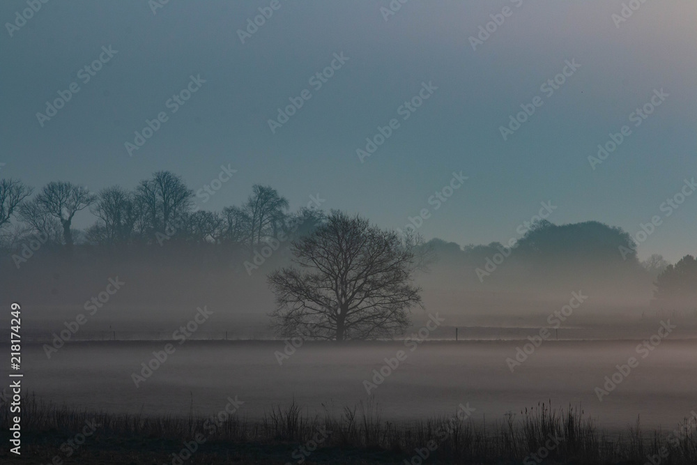 A tree in the countryside surrounded by fog