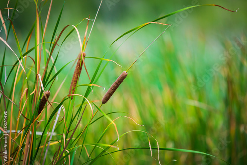 Obraz na płótnie Bulrushes, or cattails, on a sunny day w salonie