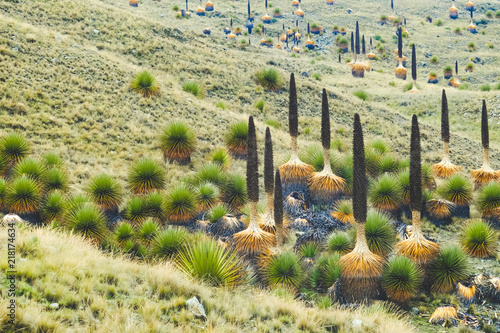 An unusual ancient tall plant in Peru - puya raimondii