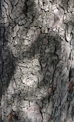 Gray-brown texture of the bark of the old tree with deep cracks close-up