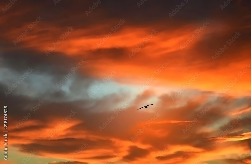 Bird flying high in a red sky at sunrise
