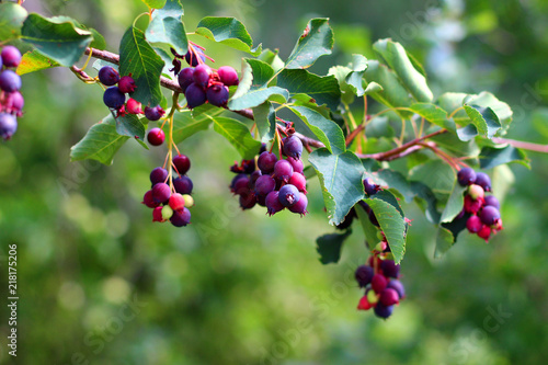 Foto irgi berries on a branch in the garden
