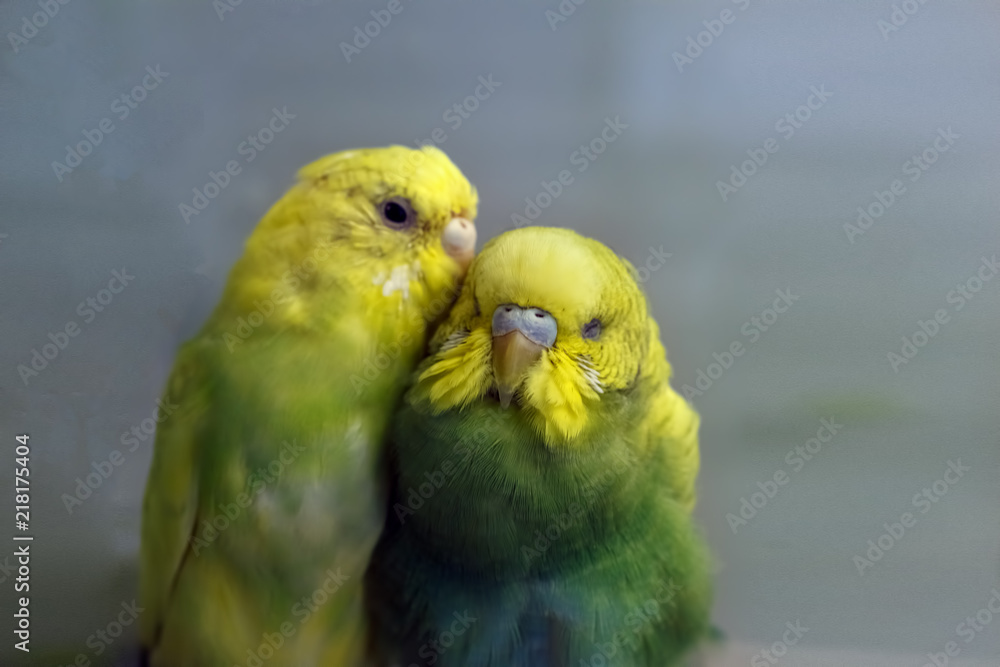 Two parakeets. One parrot says to the other ear