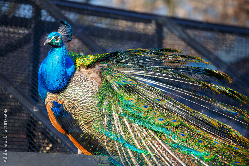 Obraz premium Portrait of a beautiful peacock with feathers