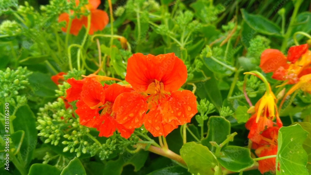 red flowers in the garden red flowers in the garden