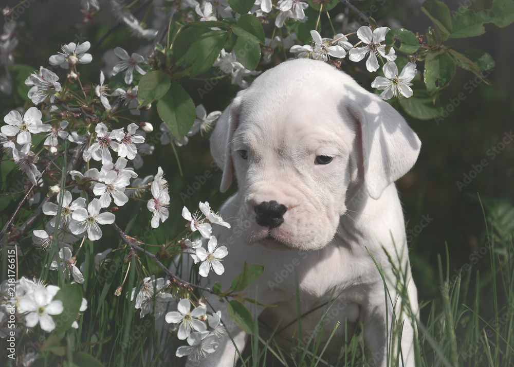The sweet puppy Dogo Argentino standing in flowering trees