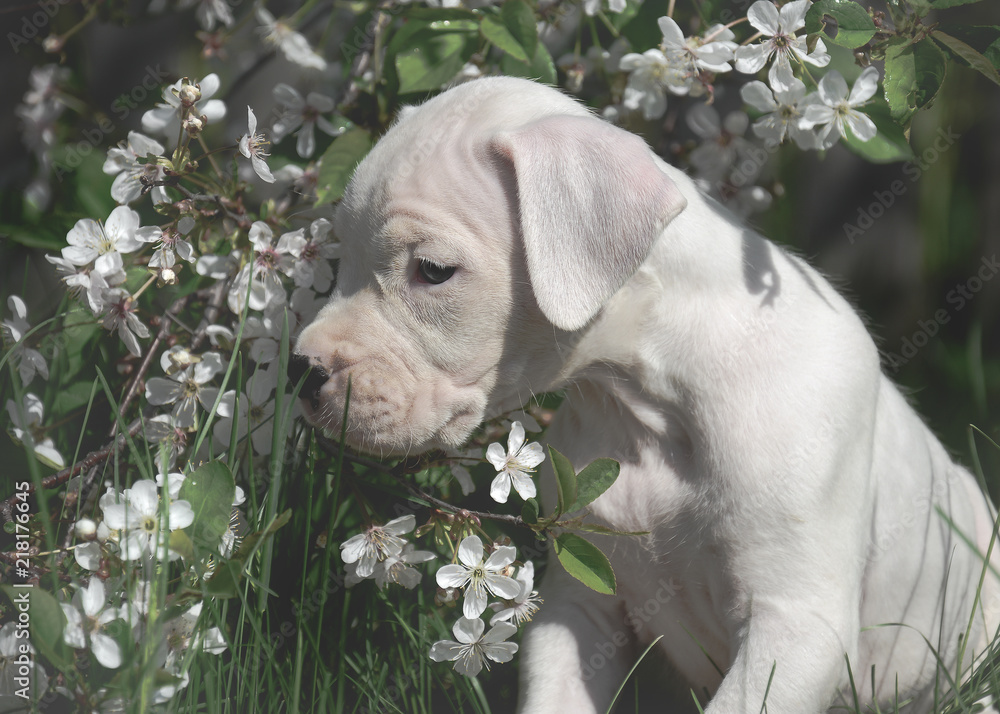 The sweet puppy Dogo Argentino standing in flowering trees
