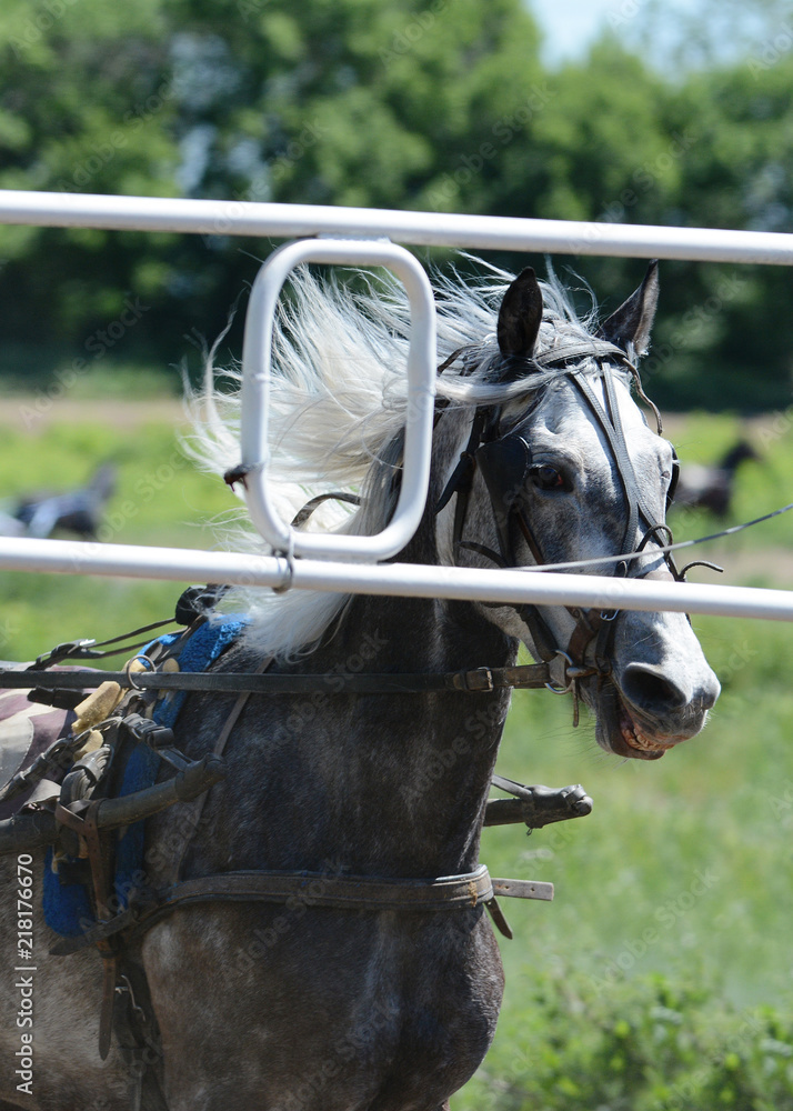 Portrait gray horse trotter breed and start-to machine