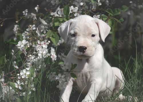Obraz na płótnie The sweet puppy Dogo Argentino standing in flowering trees w salonie