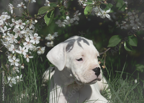 Obraz na płótnie The sweet puppy Dogo Argentino standing in flowering trees w salonie