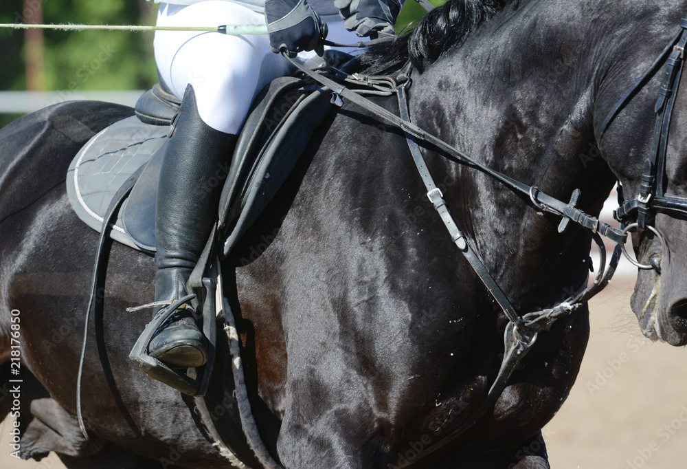 Equestrian sport in details. Sport horse and rider on gallop