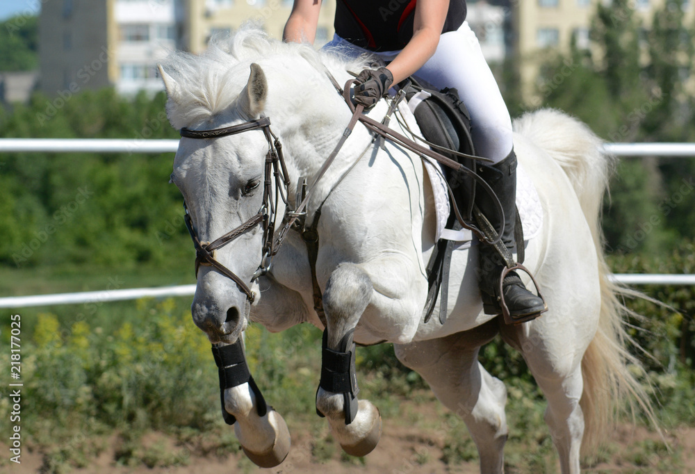 Gray sport horse jumping through hurdle. Horse show jumping in details