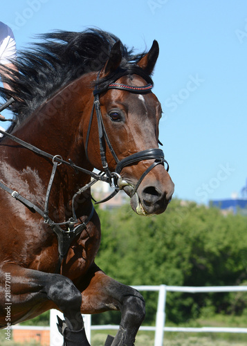 Portrait of a sport horse jumping through hurdle on blue sky background