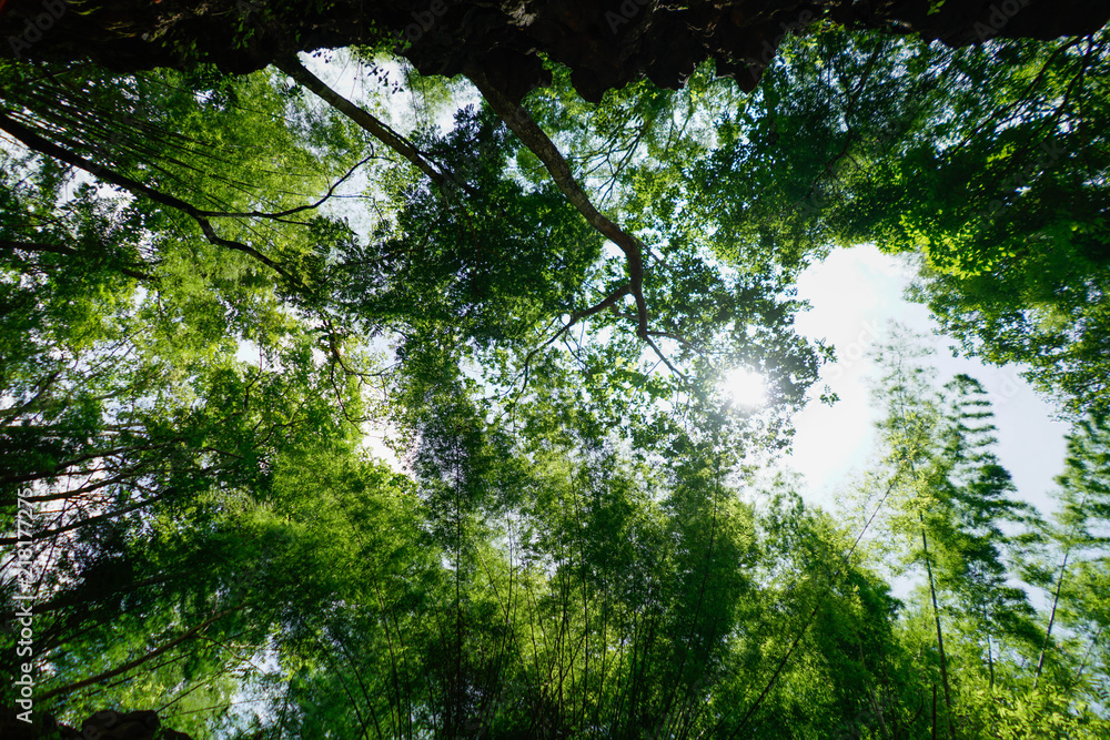 Fototapeta premium In the Middle of the Forest Tree