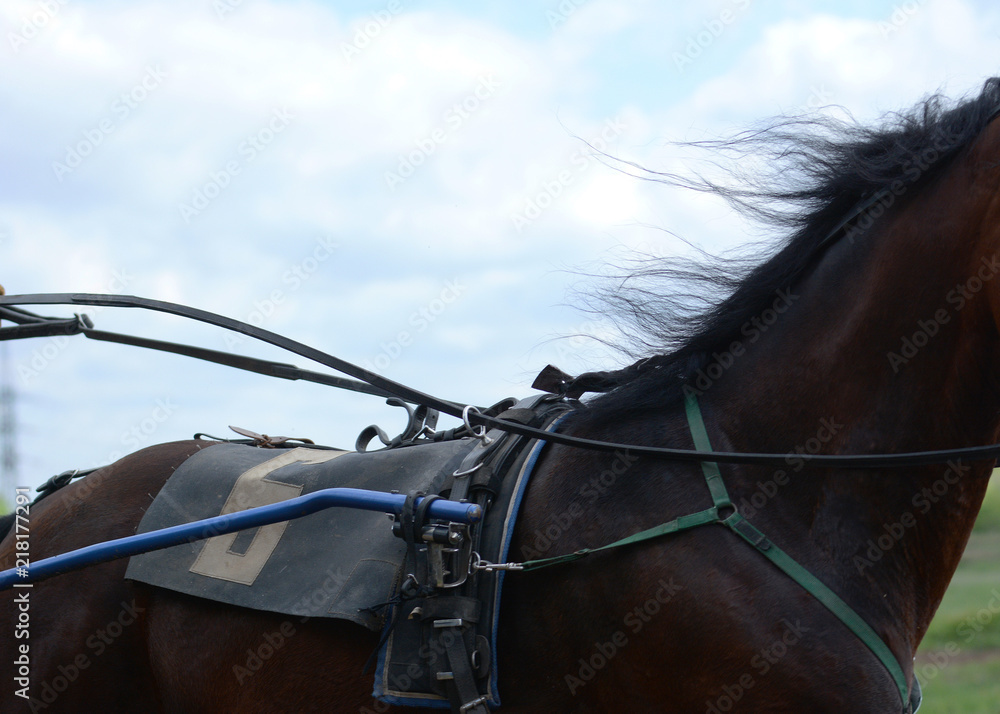 Harness horse racing in details. Part of horse trotter breed