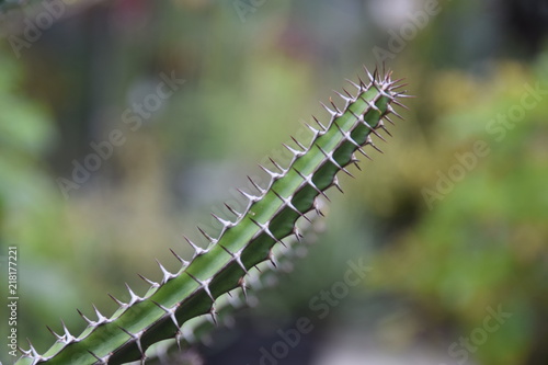 Stacheliger Kaktus in einem botanischen Garten