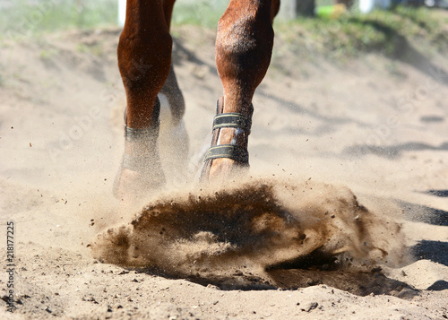 Legs of a sports horse on gallop in sand. Equestrian sport in details