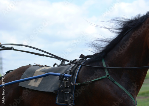 Obraz na płótnie Harness horse racing in details. Part of horse trotter breed w salonie