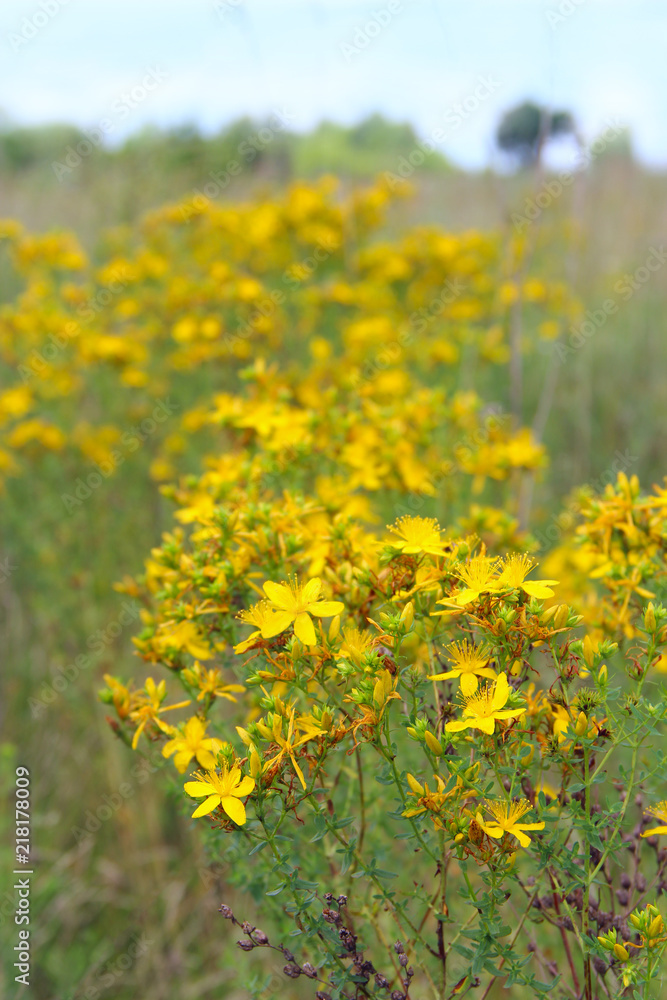 Yellow beautiful flowers of St.-John's wort blossoming in field
