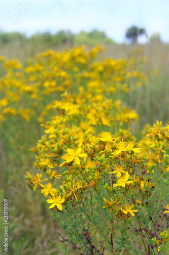 Yellow beautiful flowers of St.-John's wort blossoming in field