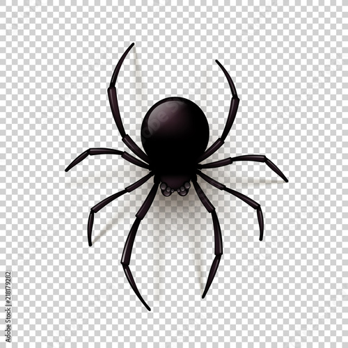 Fototapeta Black Spider with transparent shadow on a checkered background