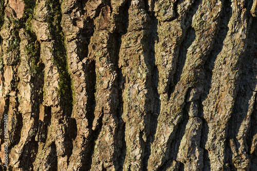 Close-up of old wood, bark of tree, full frame