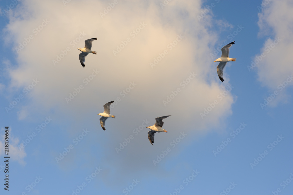 Seagulls flying against blue sky and white clouds in summer Seagulls flying against blue sky and white clouds in summer