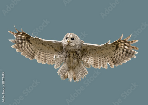 Bird owl in flight