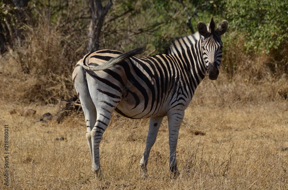 Obraz premium Zebra nel parco iSimangaliso 