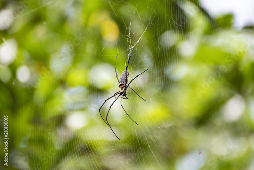 Giant spider Nephila pilipes sitting on the web trap and green bokeh background. South Thailand.