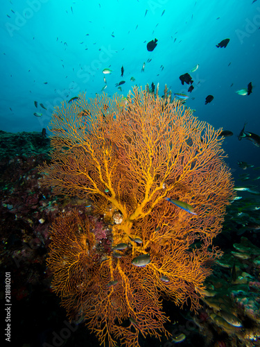 Gorgonian seafan