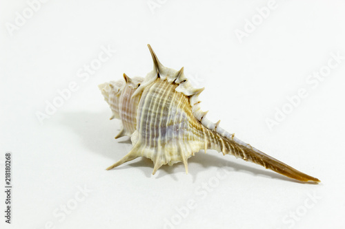 Perspective close-up detail shot of beautiful seashell with white background