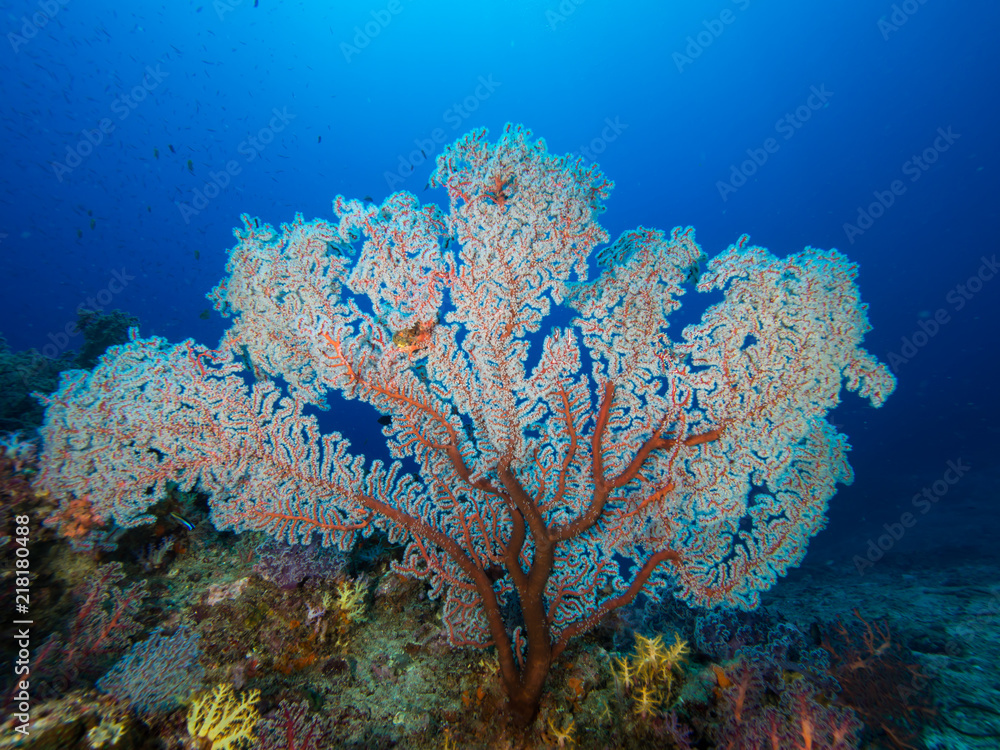 Hollow Branch Coral