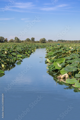 Mincio River in Mantua with Many Lotus Flower Green Leaves, Italy