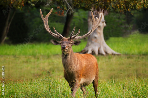 Deer. Europan deer in forest
