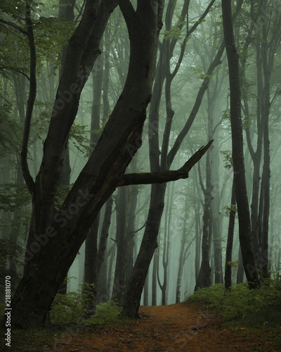Dreamy foggy dark forest. T...
