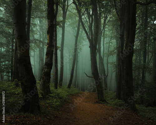 Dreamy foggy dark forest. Trail in moody forest. Alone and creepy feeling in the woods