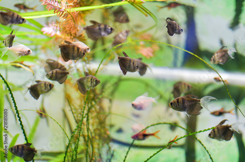 Many fish Termezii in the clean and clear aquarium photo