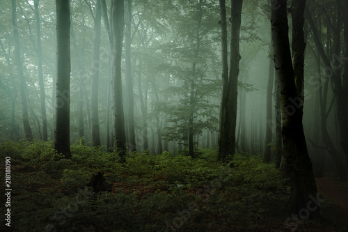 Fototapeta Naklejka Na Ścianę i Meble -  Dreamy foggy dark forest. Trail in moody forest. Alone and creepy feeling in the woods