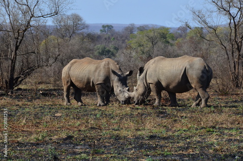 Coppia di Rinoceronti  nella savana africana © Marco