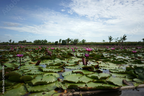 Canvas Print Beautiful red lotus flower in the lotus pond on the sunny day
