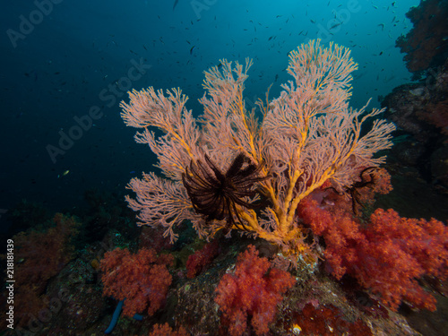 Orange Gorgonian seafan