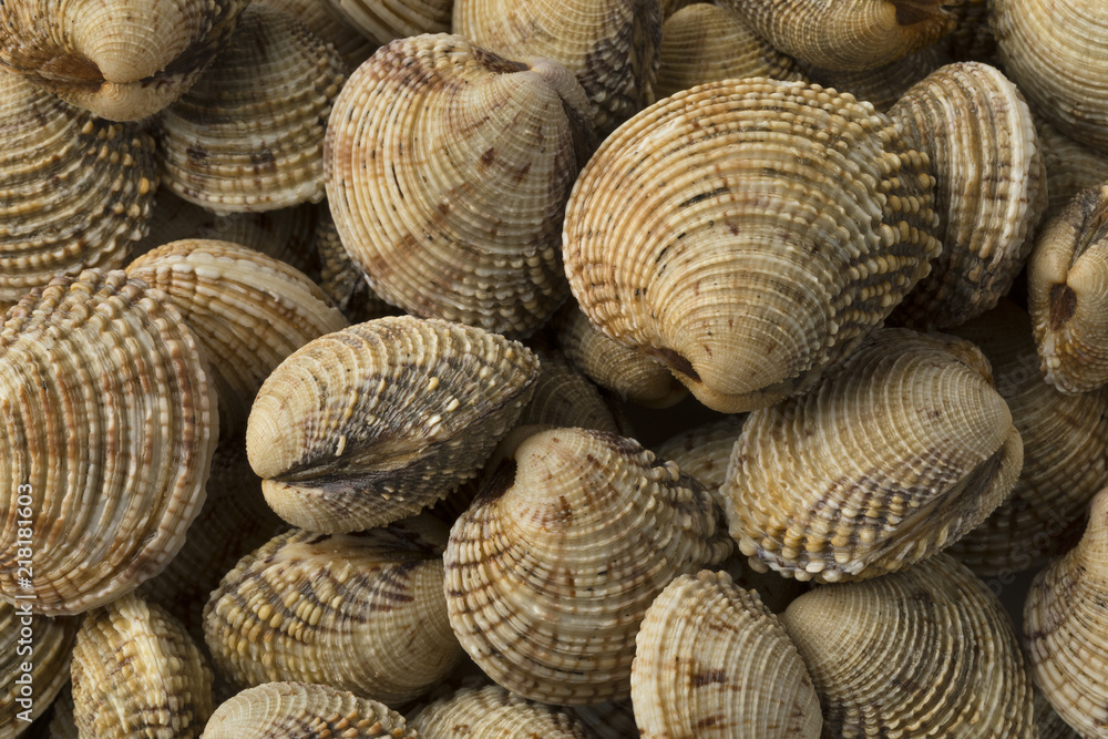Fresh raw warty venus clams Fresh raw warty venus clams