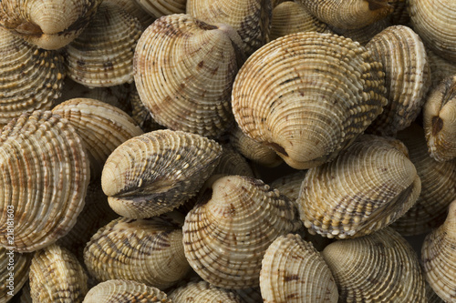  Fresh raw warty venus clams