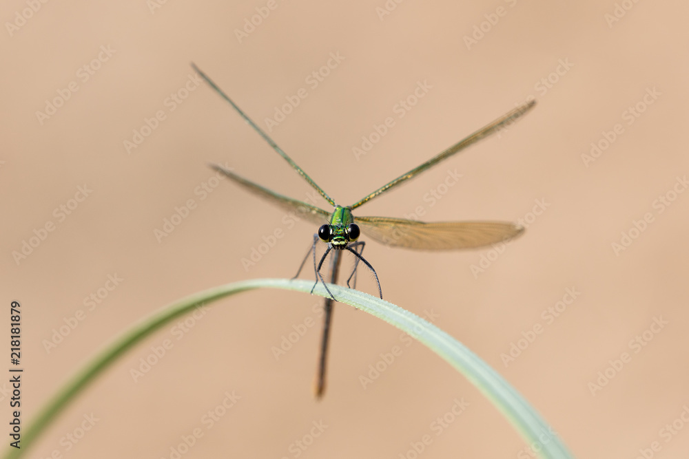 Damigella (Calopteryx virgo) Damigella (Calopteryx virgo)
