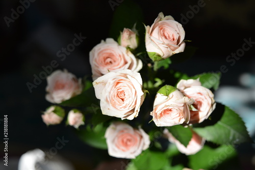 Lot of elegant yellow pink small roses with green leaves on a black background © Daria Katiukha