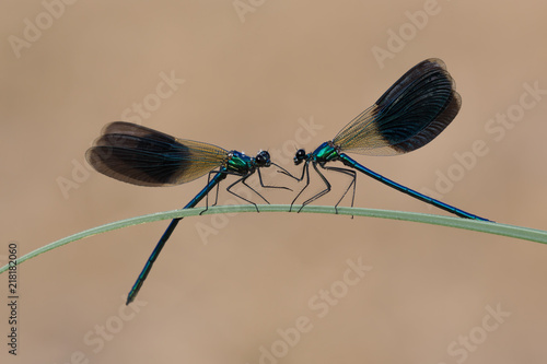 Damigella (Calopteryx virgo) photo