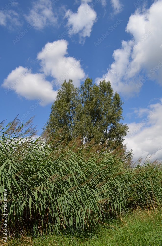 Schilf und Weiden im Sommer Schilf und Weiden im Sommer