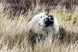 A Swaledale sheep in Bransdale