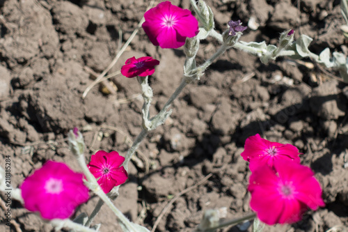 Bright pink flowers of Silene coronaria in June photo